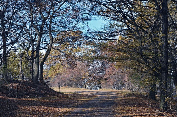 haunted forests