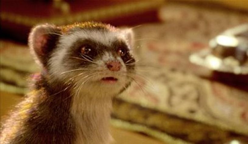 best fantasy characters Pantalaimon The Golden Compass
