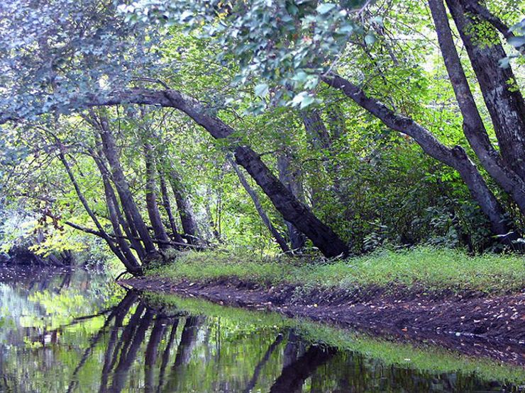 haunted forests