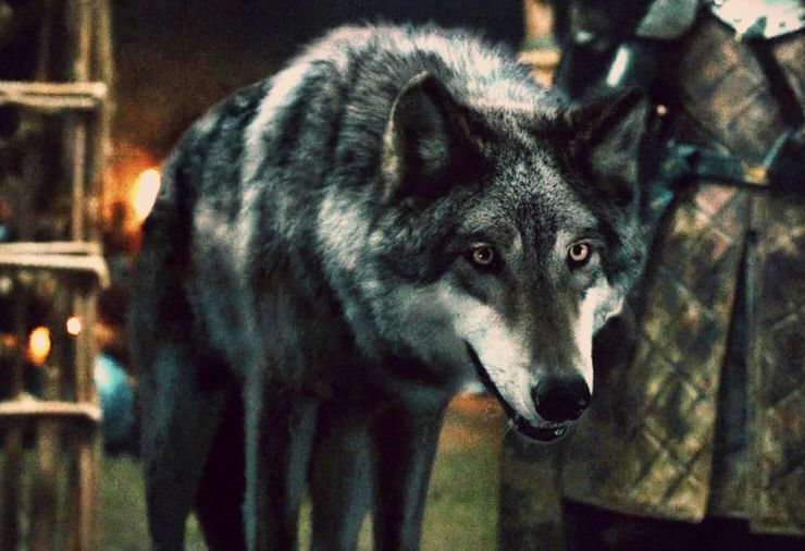 Game of Thrones Season 8 direwolves predictions