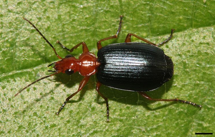 are dragons real bombardier beetle