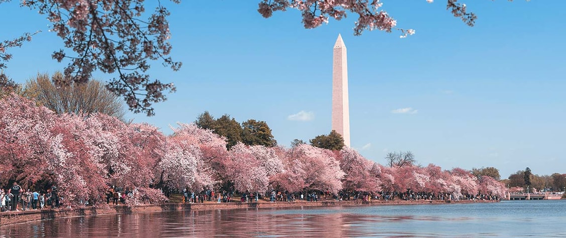 cherry blossoms near the Washington Monument