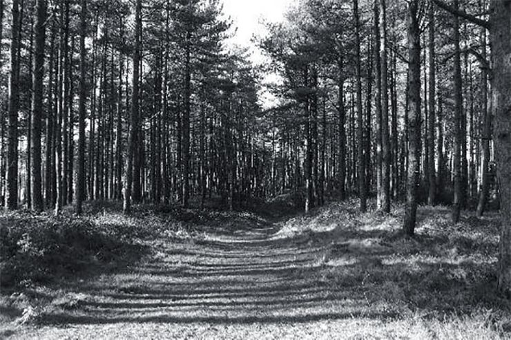 haunted forests