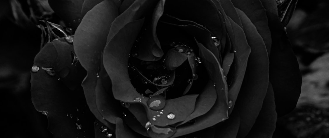 close up image of black rose with water droplets