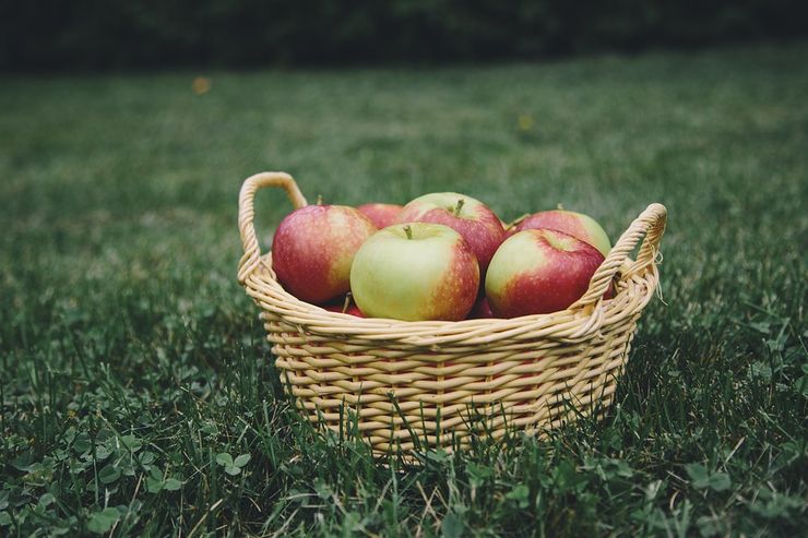 go apple picking 101 first date ideas