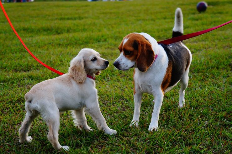 go to dog park 101 first date ideas