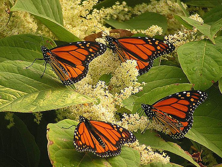 Chaos James Gleick Butterfly Effect