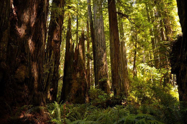 best vacation spots Redwood National Park Ewoks