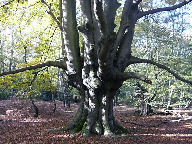 haunted forests
