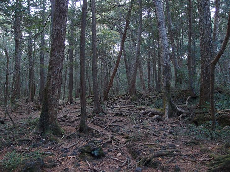 haunted forests