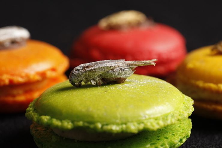 how to survive the end of the world eat bugs