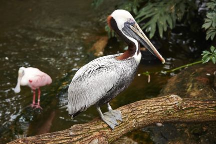 birds at the Aviary in Pittsburgh