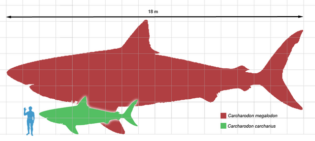 Megalodon sightings