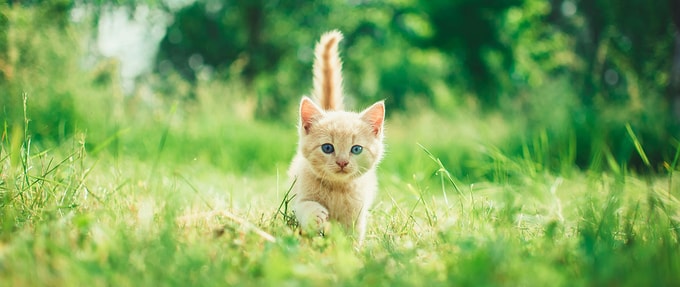 8 Purr-fect Romantic Comedies for Animal Lovers
