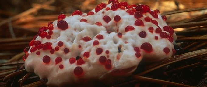 The Top 10 Creepiest Plants and Fungi