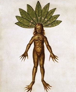 creepy-mythical-creatures-for-virgo-season_mandrake postimage