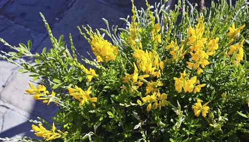 Image of Yellow Genista Bush (Broom Plant)
