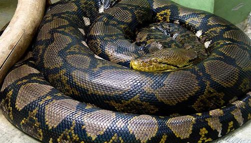 A reticulated python
