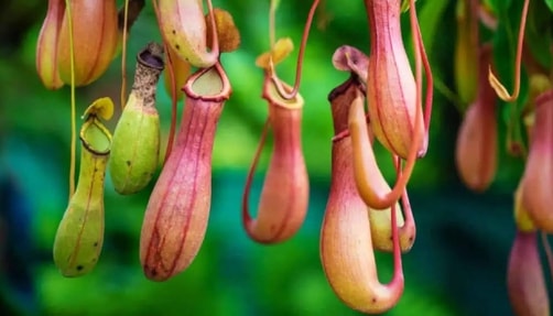 pitcher plants