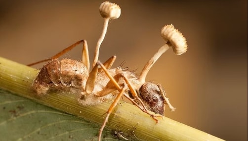 zombie ant fungus