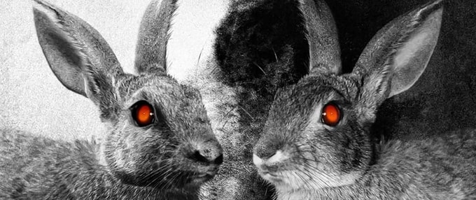 Killer Bunnies and More Unlikely Monsters in Speculative Fiction