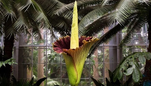 Corpse Flower