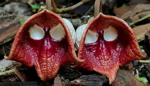 the darth vader flower