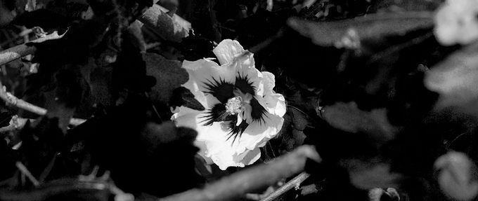 black and white flowers