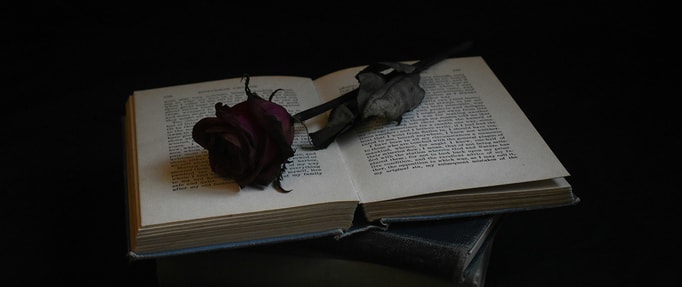 rose on a book in the dark