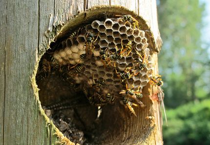 hive mind borg bees
