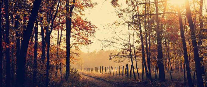 Autumn leaves in the woods