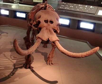 mythological creatures explanations cyclops mammoth skull