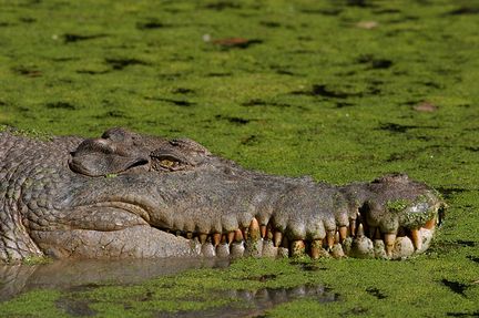 are dragons real saltwater crocodile