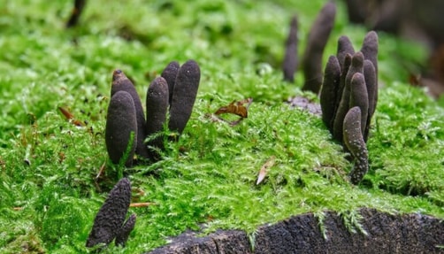 Dead Man's Fingers
