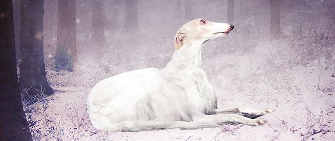 a dog lies down in the snow on the cover of deerskin by robin mckinley