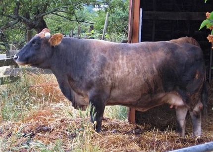 April, the cow mayor of Eastsound, Washington