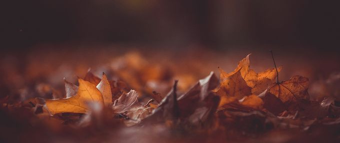 autumn leaves