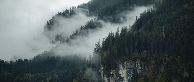 forest freefall_giveaway