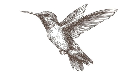 read-this-excerpt-from-tapeworm_image_text Close up pen illustration of a Hummingbird