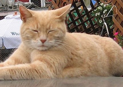 Stubbs, the cat mayor of Talkeetna, Alaska