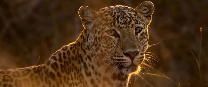 These Talking-Animal SFF Books Are a Real Hoot