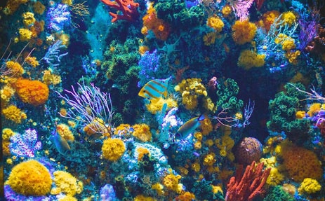 underwater scene of coral and fish