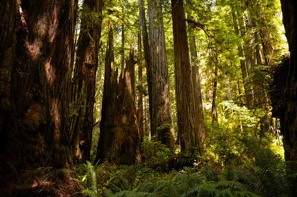 best vacation spots Redwood National Park Ewoks