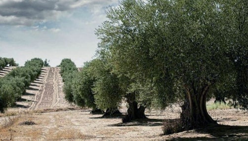Image of Olive Groves in Umbria, Italy