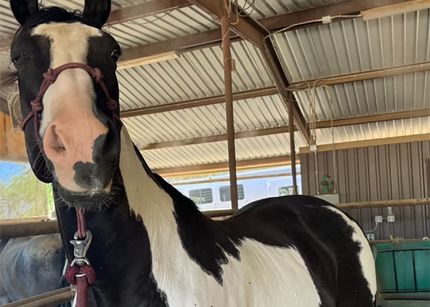 Lucky, the horse mayor of Omena, Michigan
