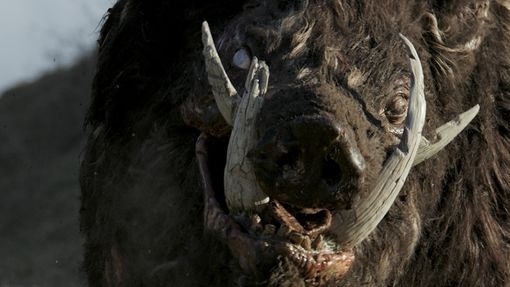 boar 2017 boar 2017