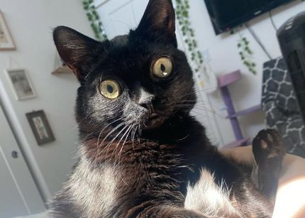 Jinx, the cat mayor of Hell, Michigan