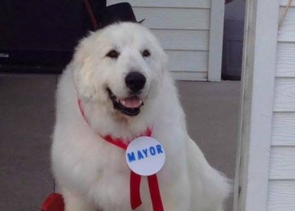 Duke, the dog mayor of Cormorant Village, Minnesota