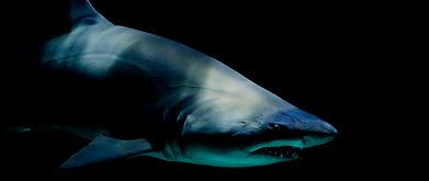 shark swimming in the dark