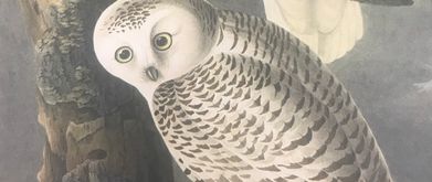 harry potter historical society 